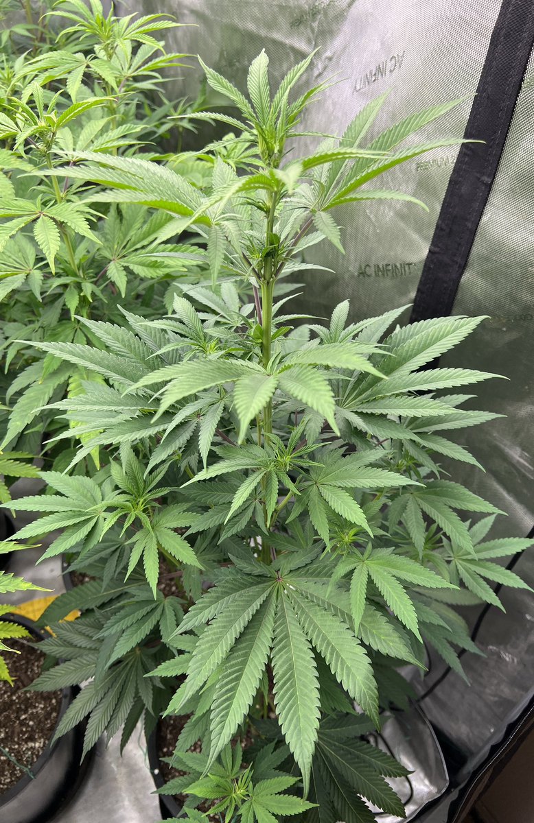 I’m excited for these Platinum Bubba x Skunk #1 x Peanut Butter Breath ladies I’m working on, just going to let them do their thing, almost zero training on this run will stress test the clones.