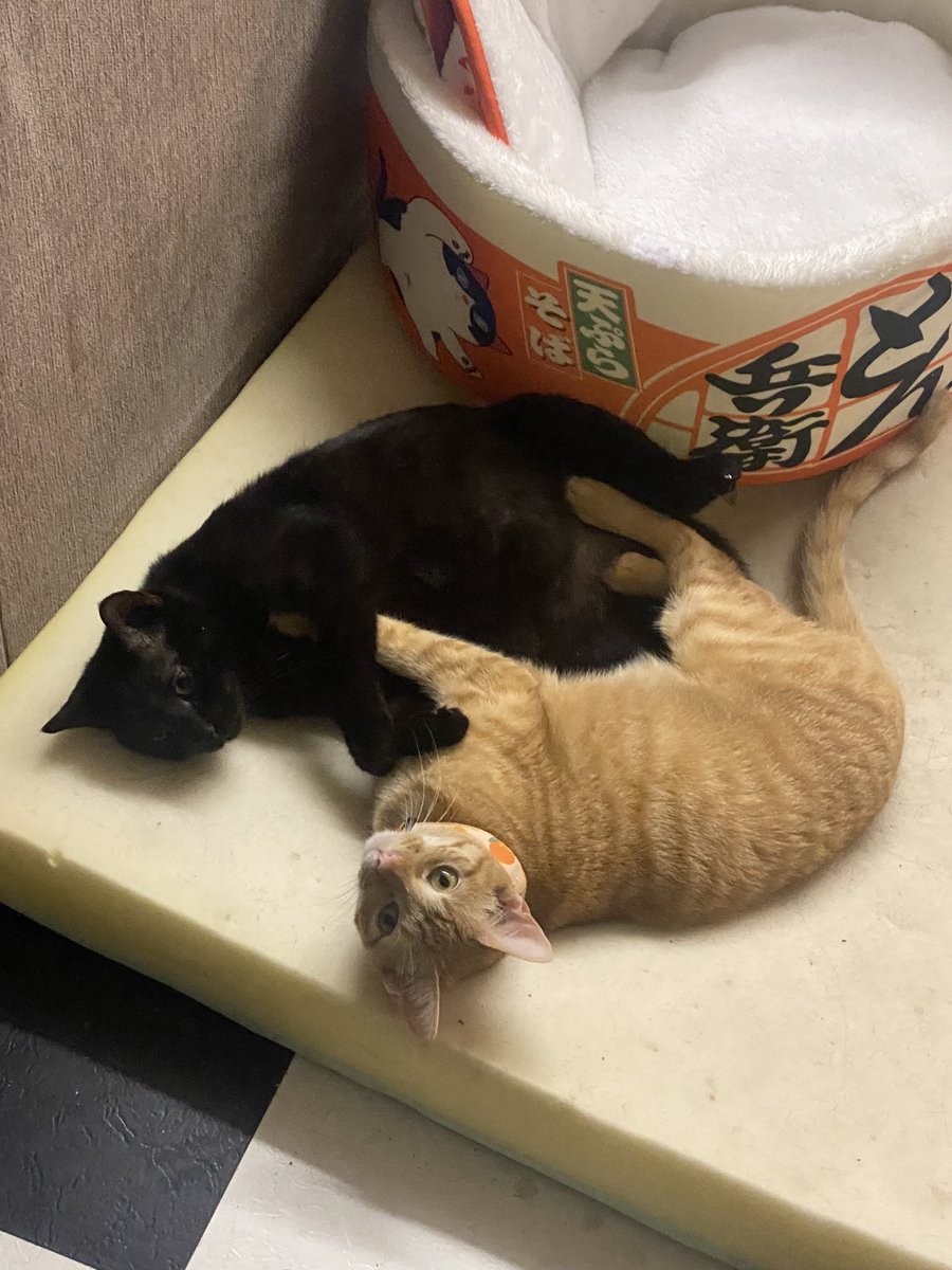 Verosive's tweet image. rest in peace Oswald.

Oswaldo. Mister Mister. the stinkiest man to ever do it. 

he was truly the best cat I’ve ever met. So kind, cuddly, and was always happy to give and receive love. 

Your brother, mother, and I love and miss you sir. your time with us was cut too short. 💜