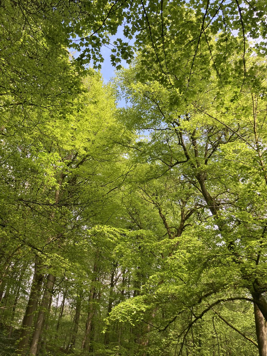 Green is such a beautiful colour 🌳 📷 @WoodlandTrust #SkiptonCastleWoods