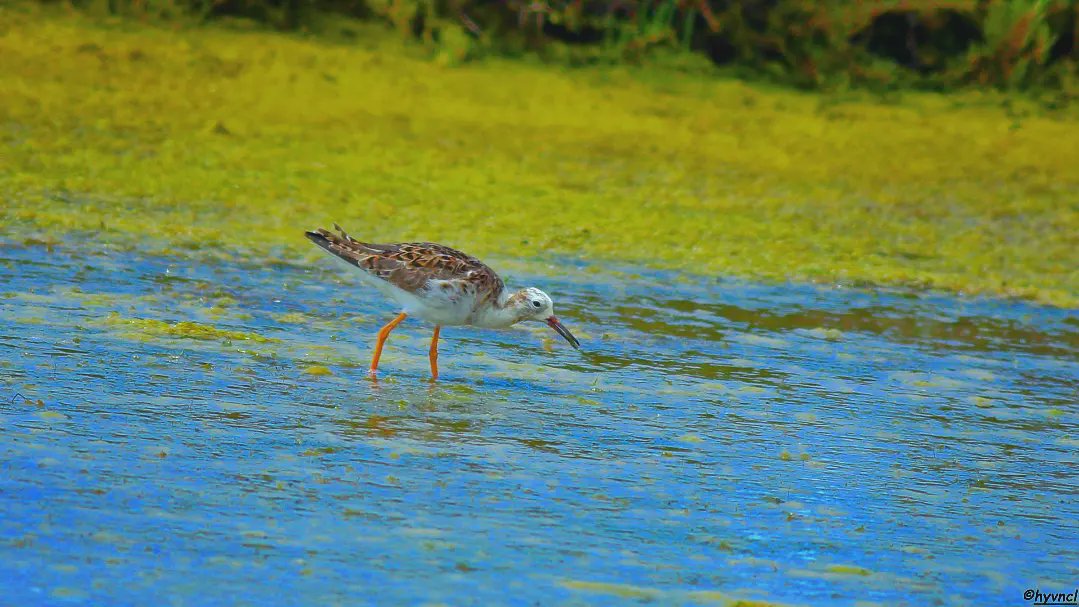 Ruff | Calidris pugnax | DÖVÜŞKEN KUŞ

instagram.com/p/C6TDPf2M5wr/…

#ruff #calidrispugnax #dövüşkenkuş #16x9_birds #pajareo #birdsofX #wildlifephotography #birdspotting #birdyourworld #500pxrtg #ThePhotoHour #hangitür #dailyphoto #PintoFotografia #hayvanmanzaraları #animalscape