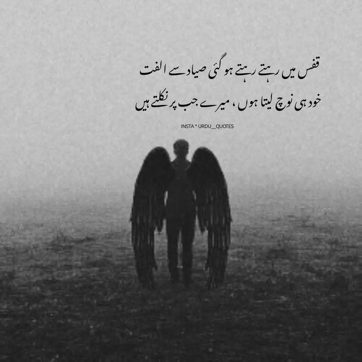 qafs (cage) , siyaad (mah geer) ، ulfat (affection)
qafs mein rehte rehte ho gayi siyaad se ulfat
khud hi noch leta hoo, mere jab par nikalte hain 
#urdu__quotes 
#urdu__quotes__shortpoetry