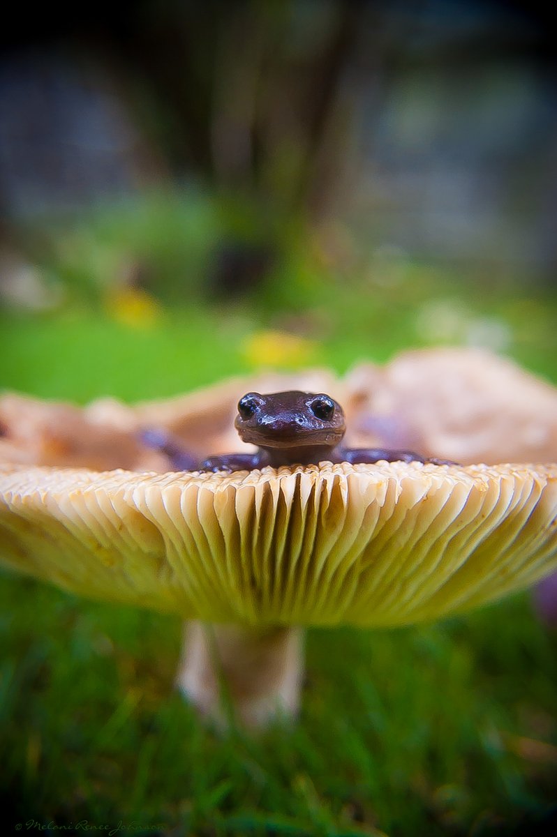 Did you hear the newts? We're celebrating National Amphibian Week and all the ribbeting roles that salamanders, frogs, newts, toads and caecilians play in our ecosystem and food chain. 🐸 Photo by Melani Johnson