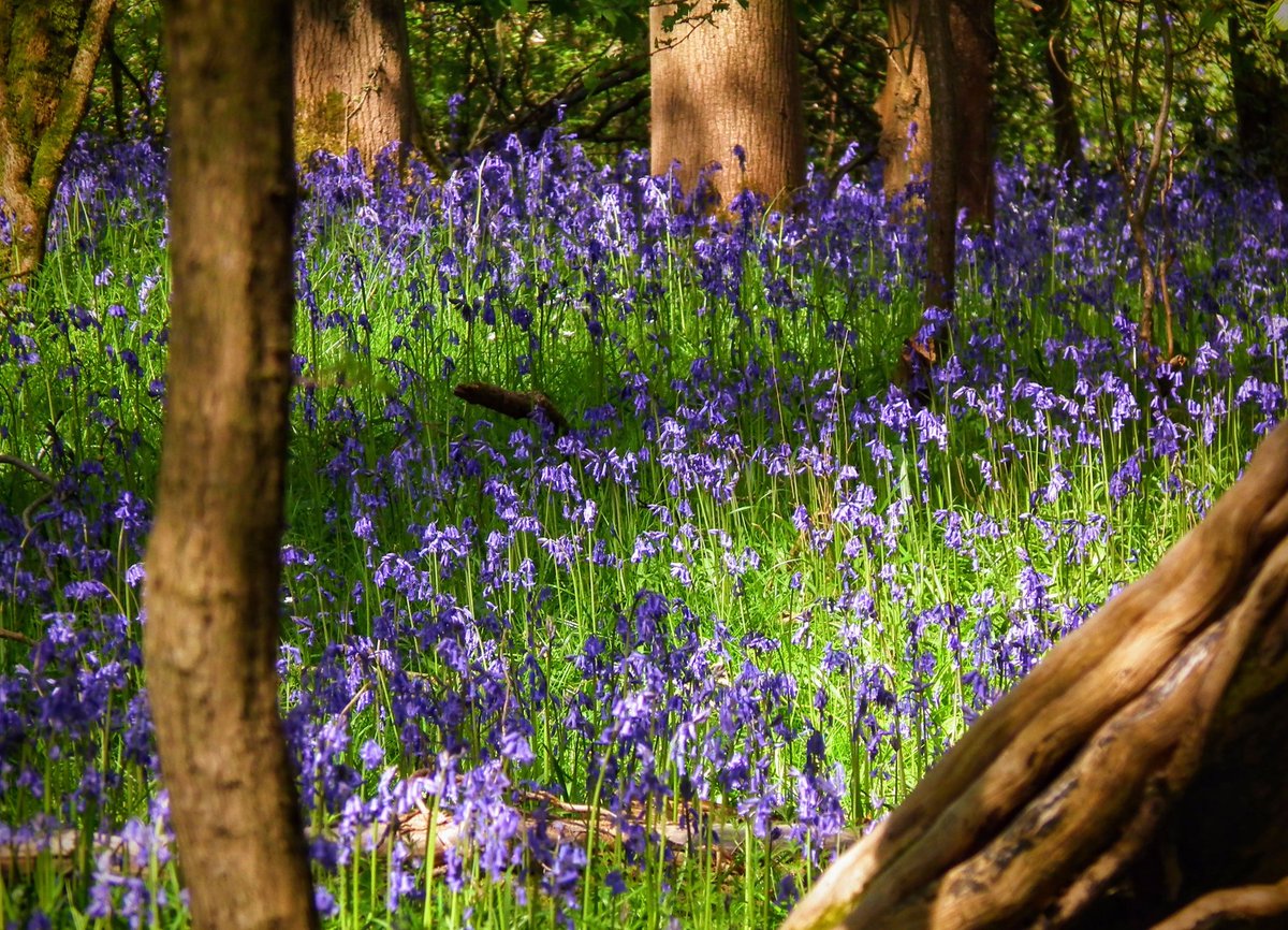 Some more #bluebells last week in Brandon woods, Warwickshire. The display has lasted quite long this spring, likely as a result of the chiller second half to April. #ThePhotoHour #flowers #photography @WKWT