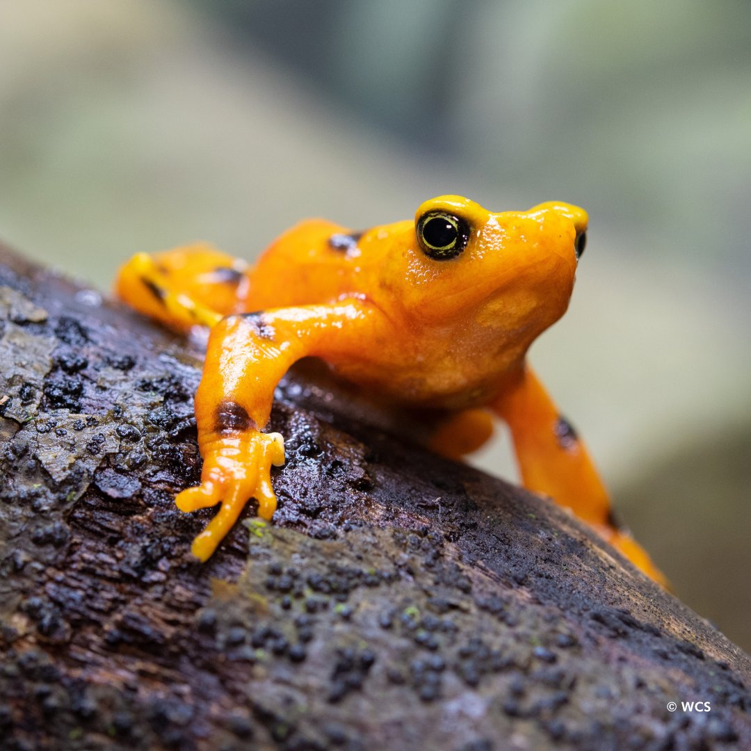 Happy #AmphibianWeek! The celebration brings attention to the important role that animals such as frogs, toads, newts, & salamanders play in ecosystems. Hop on over to World of Reptiles to learn about conservation work we’re involved in to protect these often overlooked animals.