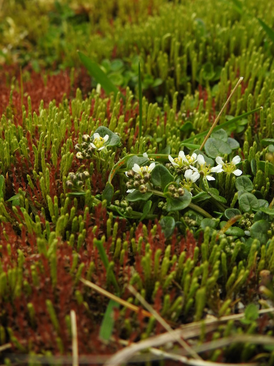 Most days in the field are good days as a botanist, but finding new sites for mountain avens, alpine cinquefoil & holly fern all in one day makes for a pretty special one! Also potentially Pyrenean scurvygrass in some springs?