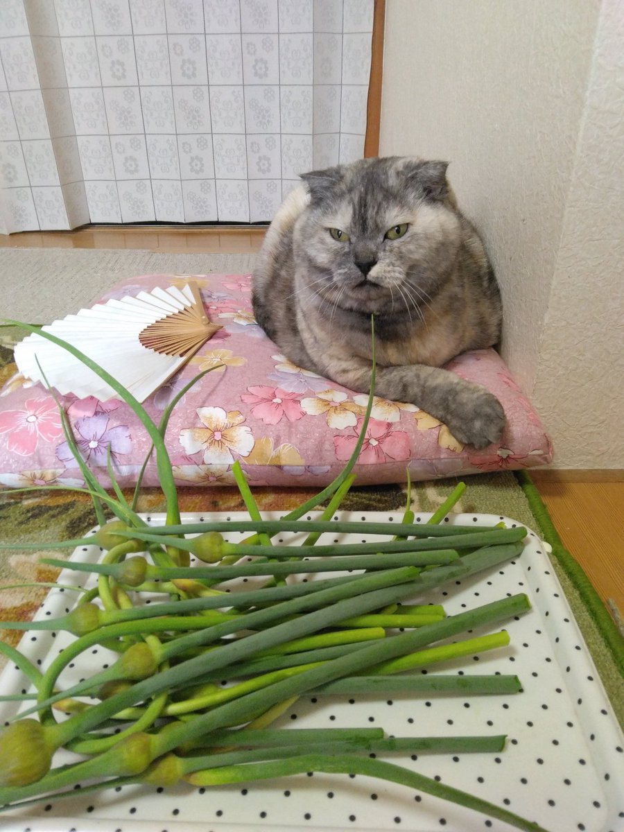 ギャオス tweet media