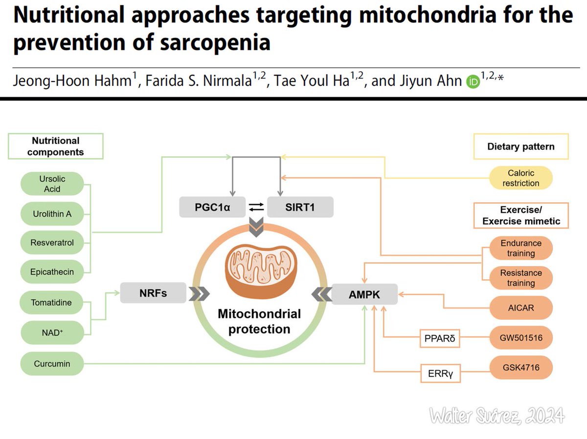 NUTRICIÓN ORIENTADA A LA SALUD MITOCONDRIAL EN LA PREVENCIÓN DE LA SARCOPENIA

¡¡¡A leer, zagales!!!

P.D. Me ha parecido más interesante la parte no centrada en lo nutricional del artículo por el resumen que hacen de la afectación mitocondrial.

drive.google.com/file/d/1BnNAeZ…