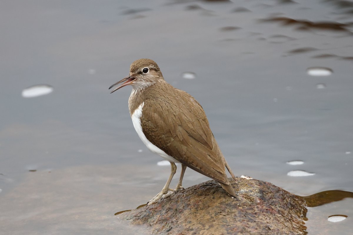 Common Sandpiper, Breamish Valley, Northumberland. 7 - 8 pairs noted.
