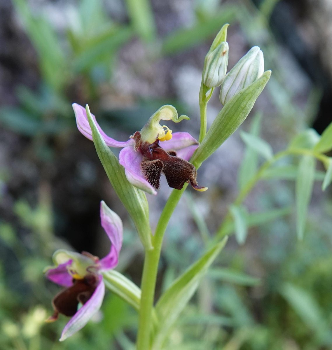 The very latest Ophrys (bee orchid genus) to flower in #Extremadura each spring is the Common Bee #Orchid (Ophrys apifera) and a highly localised variant, the 'Almaráz' Bee Orchid (Ophrys apifera var.almaracensis).