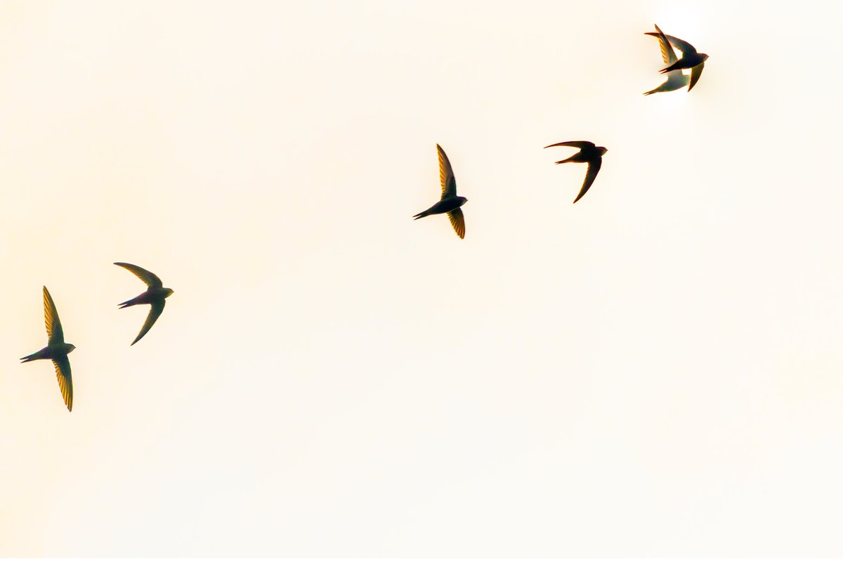 Swifts over my Kentish cottage at sundown. Back from south of the Sahara at least four pairs screaming. Even the starlings are joining in awe by impersonating them from their perches atop the birch @WriterHannahBT @swiftsweek (composited photo)