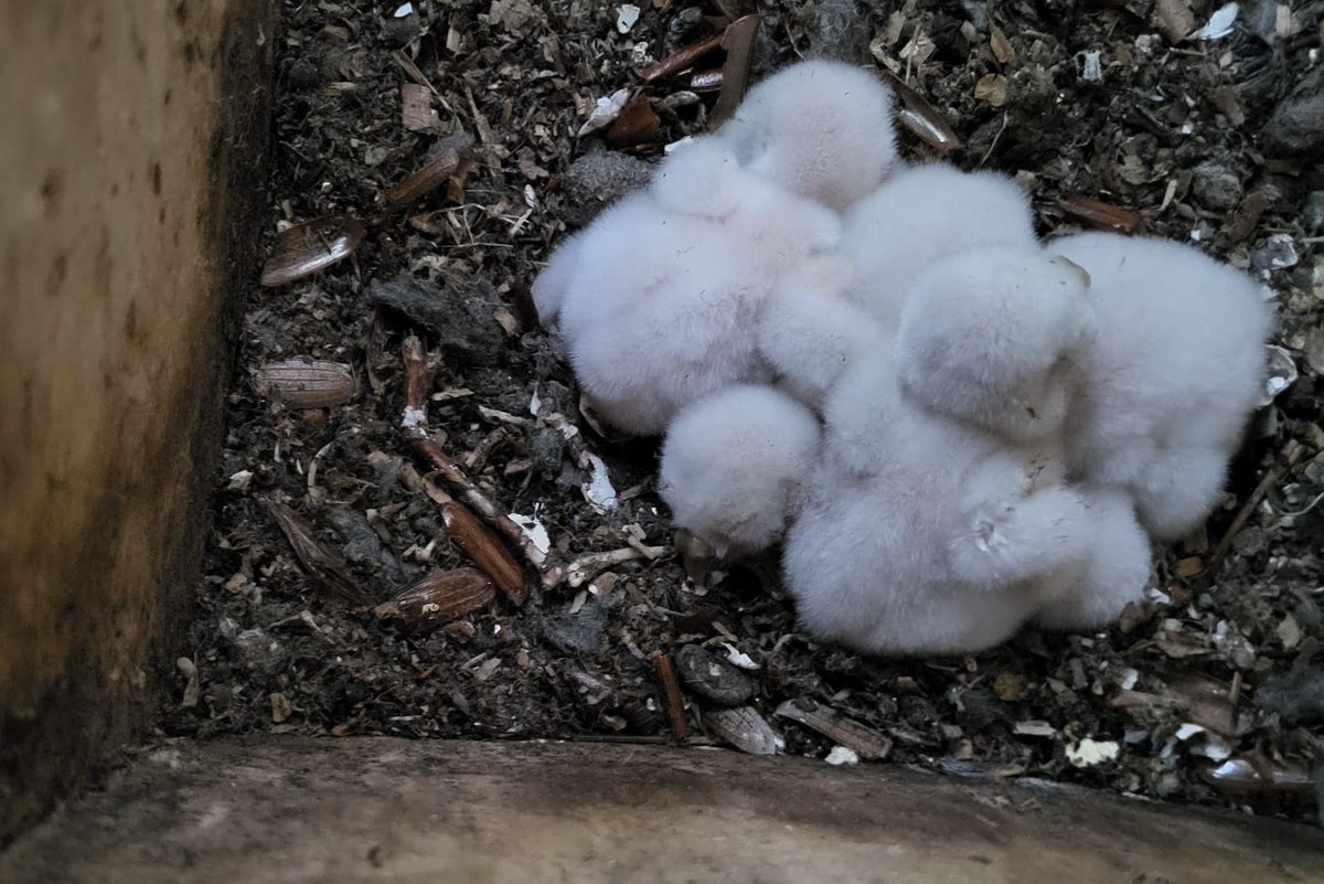 Vanavond de eerste jonge steenuilen in een nestkast in zuidwest Drenthe.