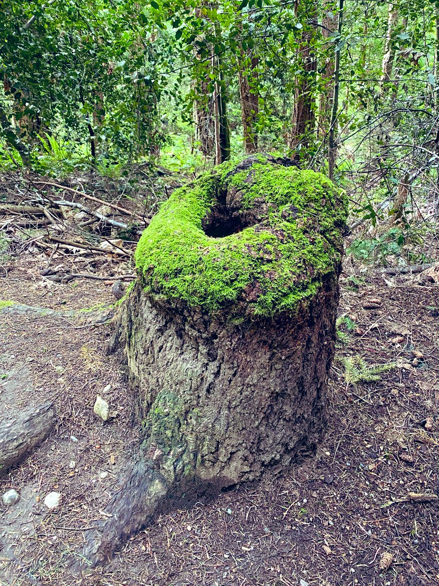 Forest throne 😅

#fantasywriter 
#Writingcommunity