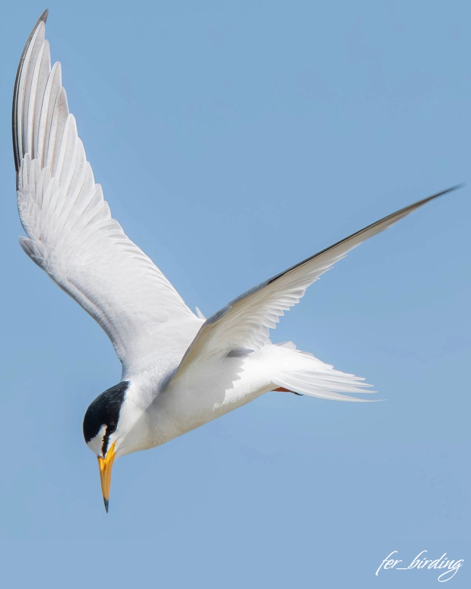 📷 ​: Charrancito común (𝘚𝘵𝘦𝘳𝘯𝘶𝘭𝘢 𝘢𝘭𝘣𝘪𝘧𝘳𝘰𝘯𝘴 𝘢𝘭𝘣𝘪𝘧𝘳𝘰𝘯𝘴)