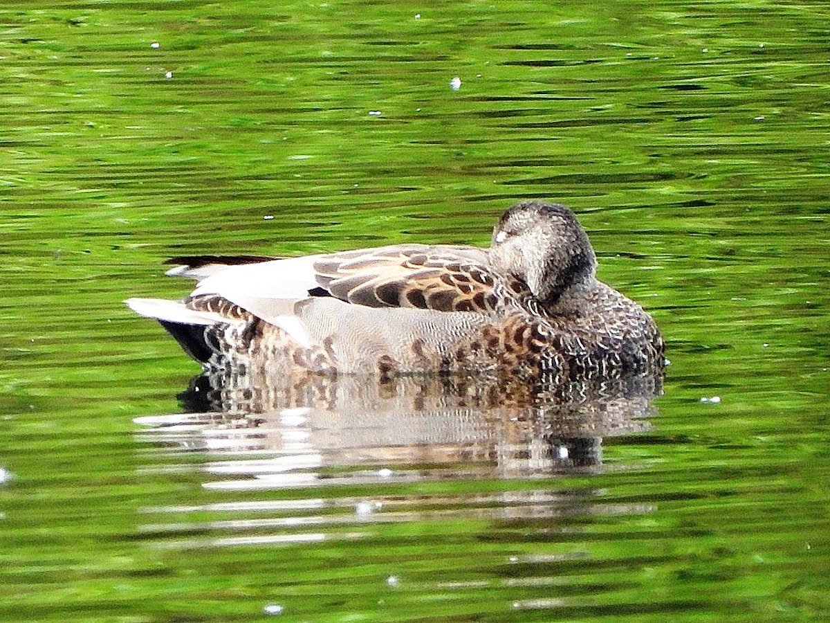 Hatton's Garden:

Last two images from Rodley yesterday.

Green Alkanet and Gadwall male, having a nap.