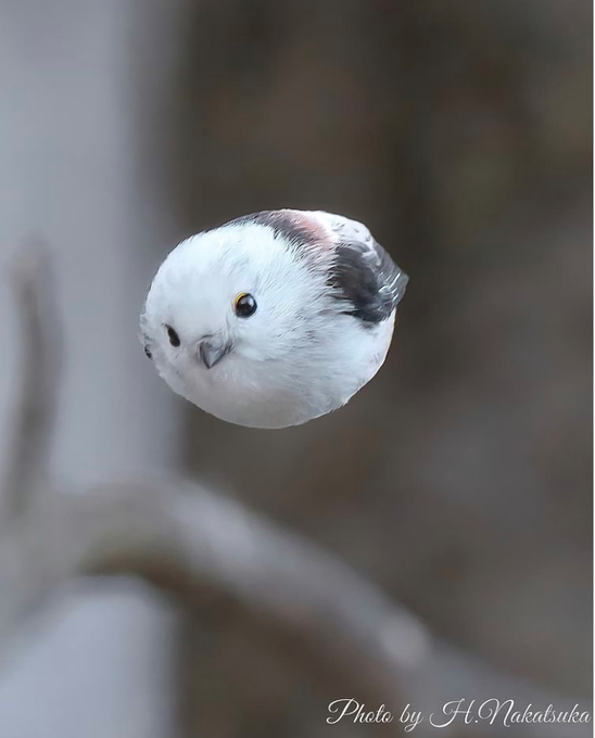 Rainmaker1973's tweet photo. The long-tailed tit

[📸 Hajime Nakatsuka] https://t.co/E0zGbP9ynx