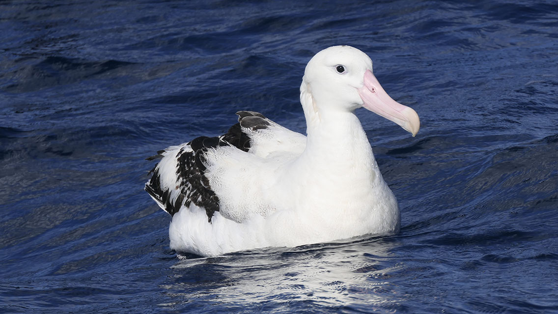 Antipodean (Gibson's) Wandering Albatross waiting for a handout from the back of the boat. It was just meters off the back of the boat for a good half hour feeding on the chum. #BirdingNewZealand #BirdsSeenin2024 #seabirds #albatrosses