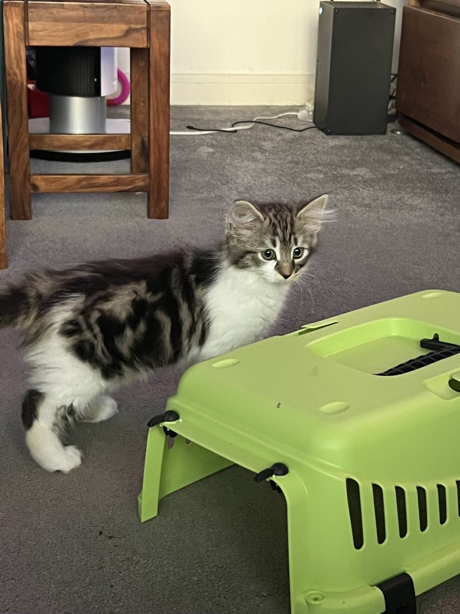 The kids have ganged up on me so now we have a new kitten! She’s a Norwegian Forest X Tabby and is already double the size of a domestic short hair kitten her age. I think she’s going to be massive! She doesn’t have a name yet.