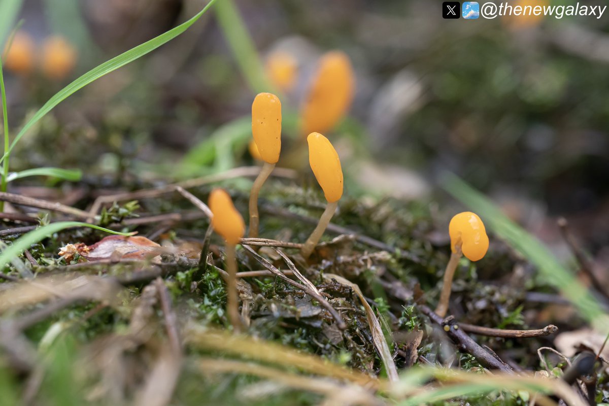 6/5/24 Cumbria - Just a few yards away from a Lesser Twayblade I found, a reminder of how damp the habitat is - a large patch of Bog Beacon #fungi (Mitrula paludosa) covering the waterlogged marsh. A seriously cool species!