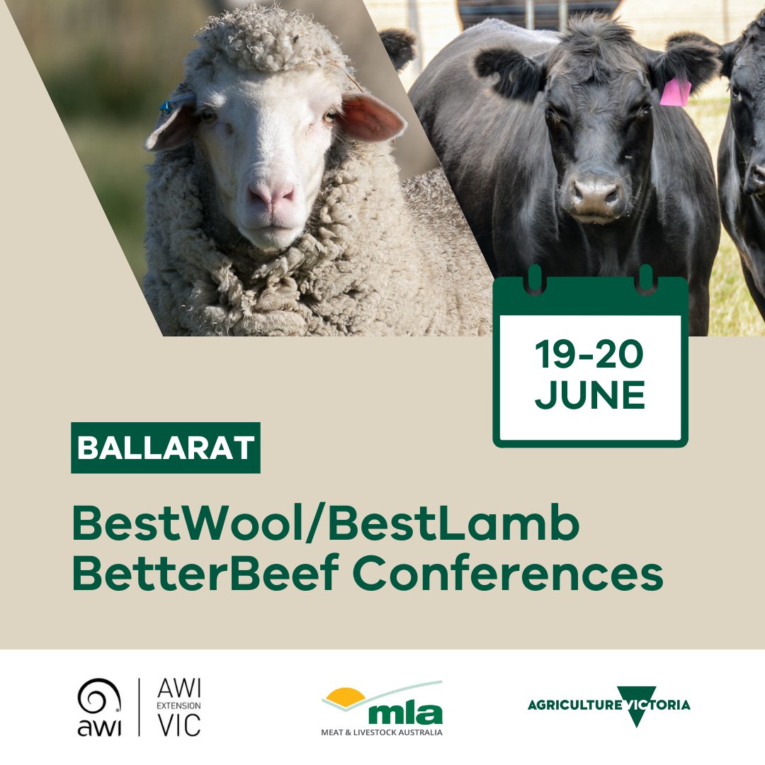 Join us for this year’s #BestWool #BestLamb and #BetterBeef conferences in #Ballarat at The Goods Shed, running from 19-20 June. 📅 Book by Fri 31 May to get early bird discounts. Learn more and register at go.vic.gov.au/3UH2ciG @AWIExtensionVIC @meatlivestock @woolinnovation