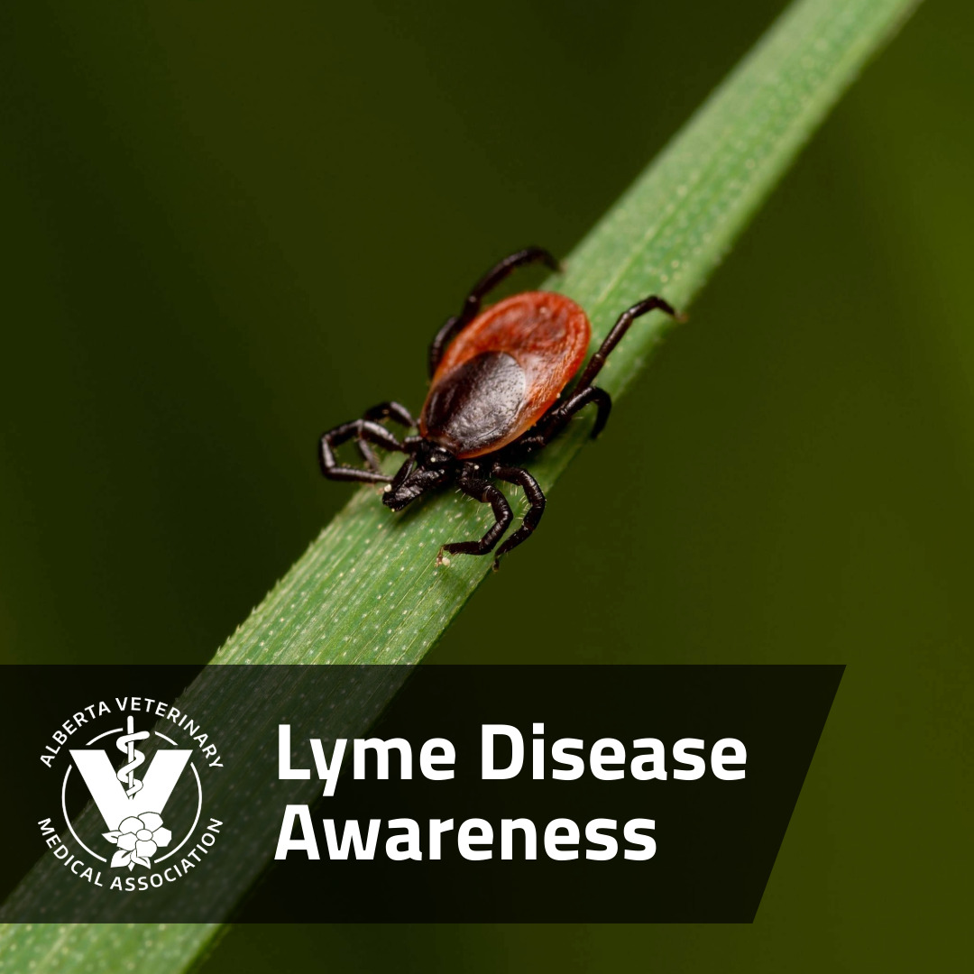 If you have a dog that spends time outdoors in areas where ticks are common, it is important to talk to your veterinarian about #tick prevention and #lymedisease treatment options. #yourvetknowsticks bit.ly/3Qz64j8