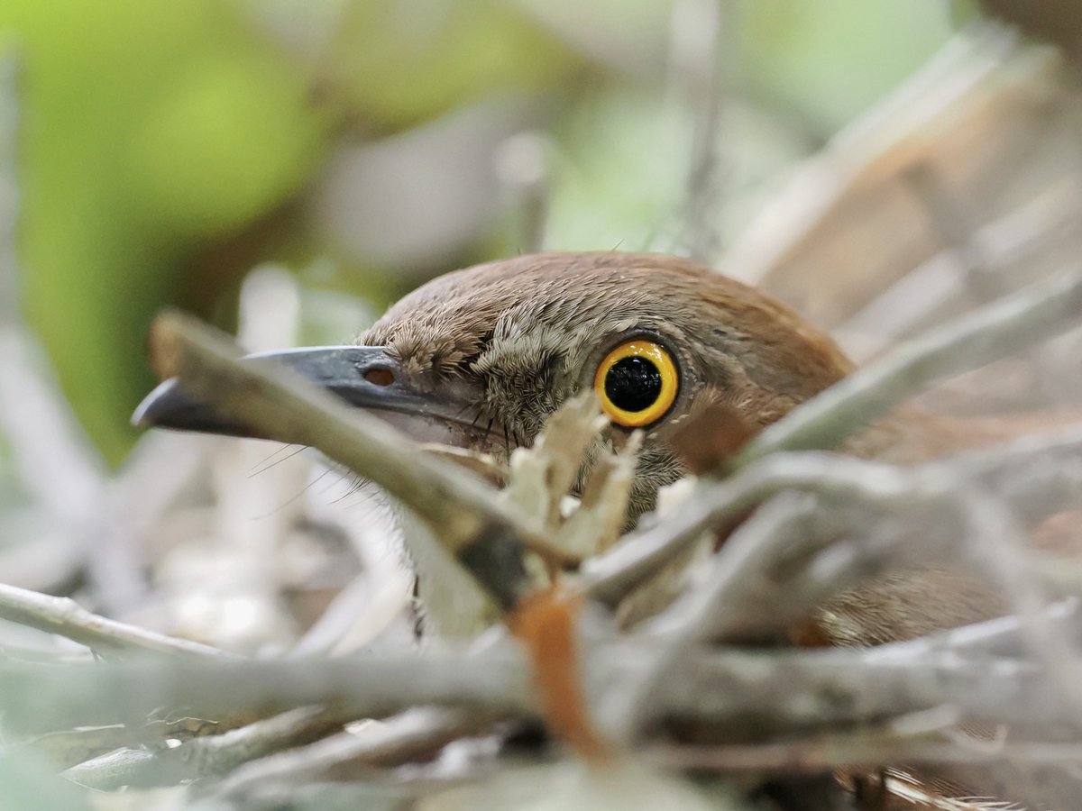 Brown thrasher sitting in her nest
Fl., USA
May 7, 2024