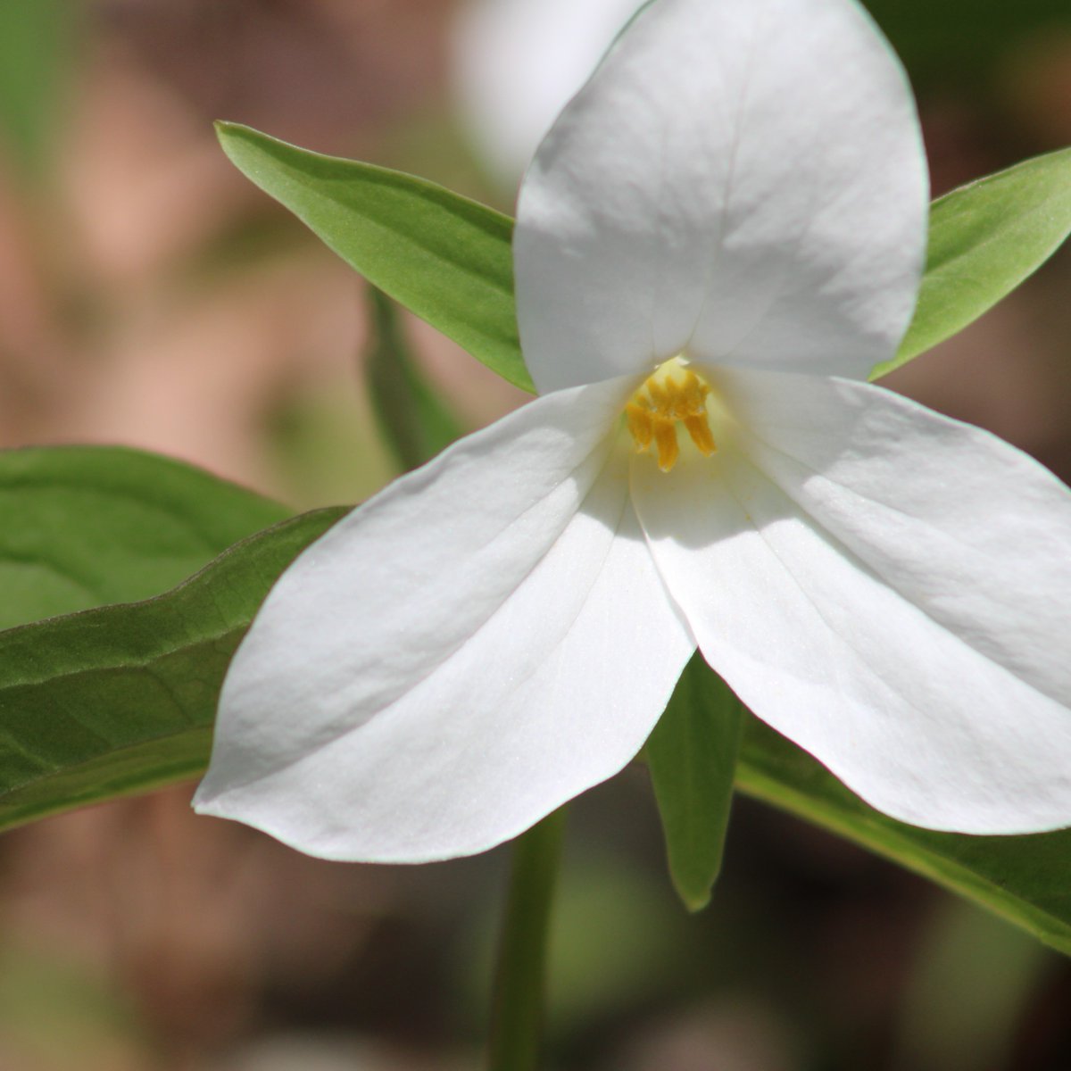 Only 3 days left until we welcome you back to the beauty of Killbear! 🌲 ✨ The trilliums are in full bloom and nature is calling your name. #KillbearPP