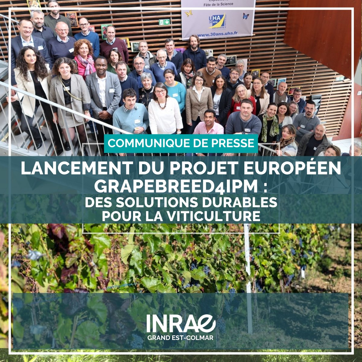 🍇 Lancement du projet européen #GrapeBreed4IPM. Coordonné par @INRAE_France, ce projet rassemble 19 partenaires de 7 pays. Objectif: développer des vignes résistantes aux maladies et minimiser la dépendance aux pesticides chimiques
👉 inrae.fr/actualites/lan…