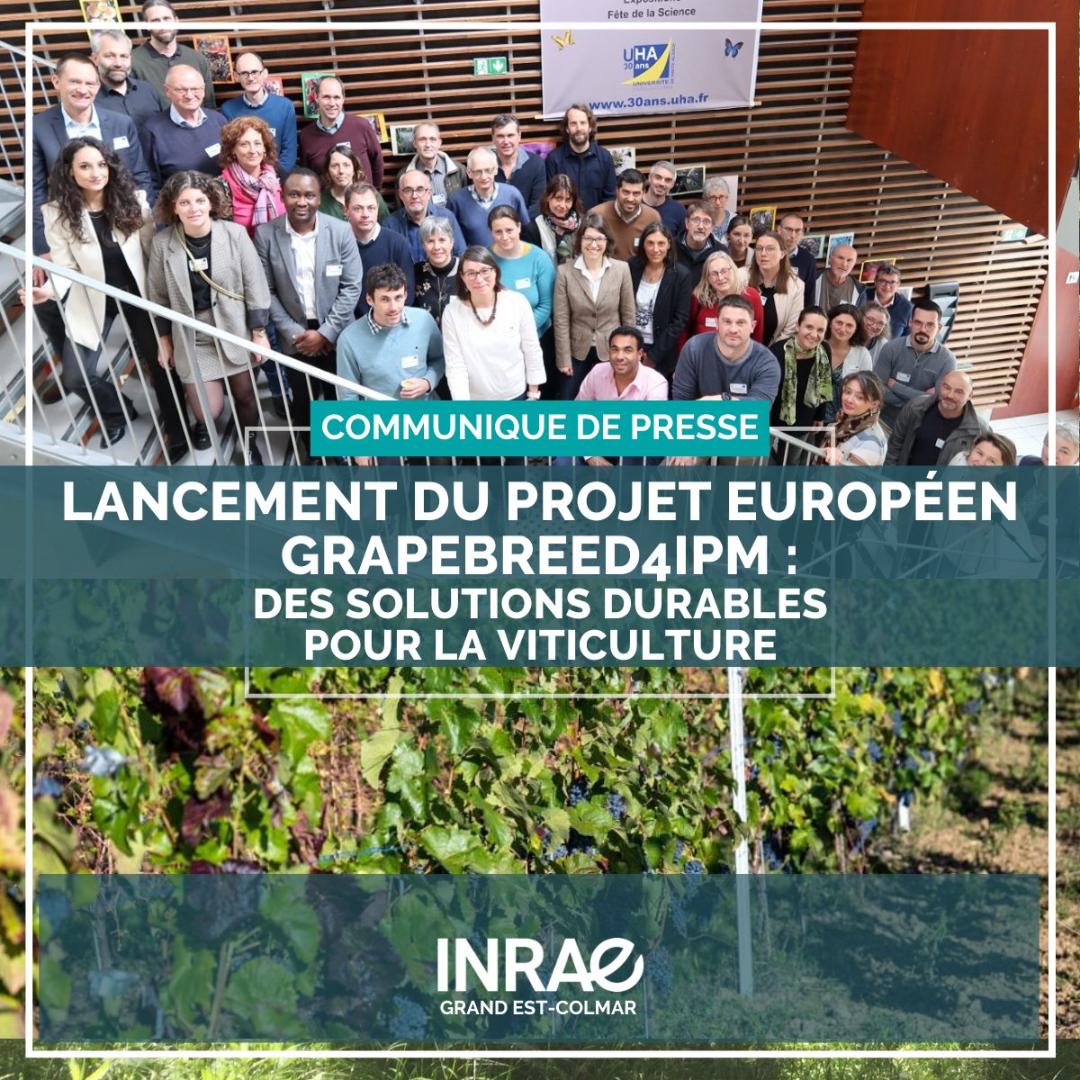 🍇 Lancement du projet européen #GrapeBreed4IPM. Coordonné par <a href="/INRAE_France/">INRAE</a>, ce projet rassemble 19 partenaires de 7 pays. Objectif: développer des vignes résistantes aux maladies et minimiser la dépendance aux pesticides chimiques
👉 inrae.fr/actualites/lan…
