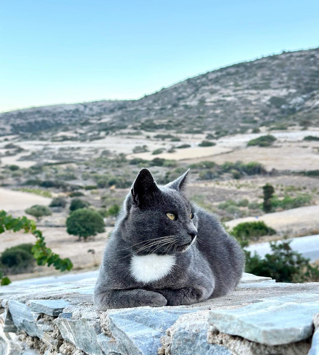 Meet Mr Blue, a shy and gentle neutered male pictured at dusk in the hilltop village cat colony on this tiny Greek island where we care for the Aegean street cats.
You can help the #cats by donating now to fund vital healthcare & food. Purr!
#CatsAreFamily
gofundme.com/f/cats-of-irak…