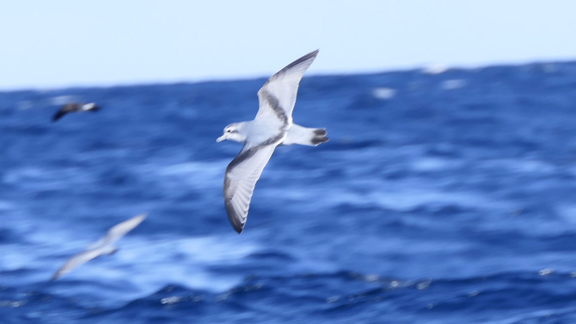 Lots of Fairy Prions (Pachyptila turtur) around the boat but so tough to get a decent photo with their erratic flight and all the rocking and rolling in the swells. #BirdingNewZealand #BirdsSeenIn2024 #seabirds #prions