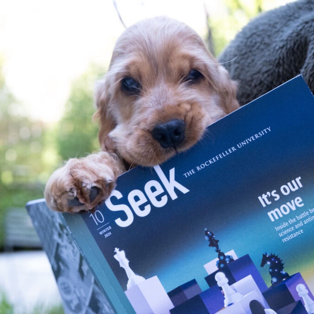 At only four-months old, the newest member of the Rajasethupathy lab is already cutting her teeth on the latest Rockefeller science. For more food for thought, visit: seek.rockefeller.edu