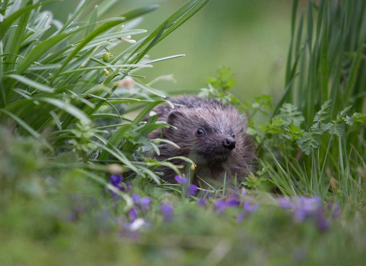 Our friends @hedgehogsociety are celebrating #hedgehogweek until 11 May – get involved and see what you can do to help hedgehogs & welcome wildlife! buff.ly/3wlSn09 Photo: Gaia Wilson