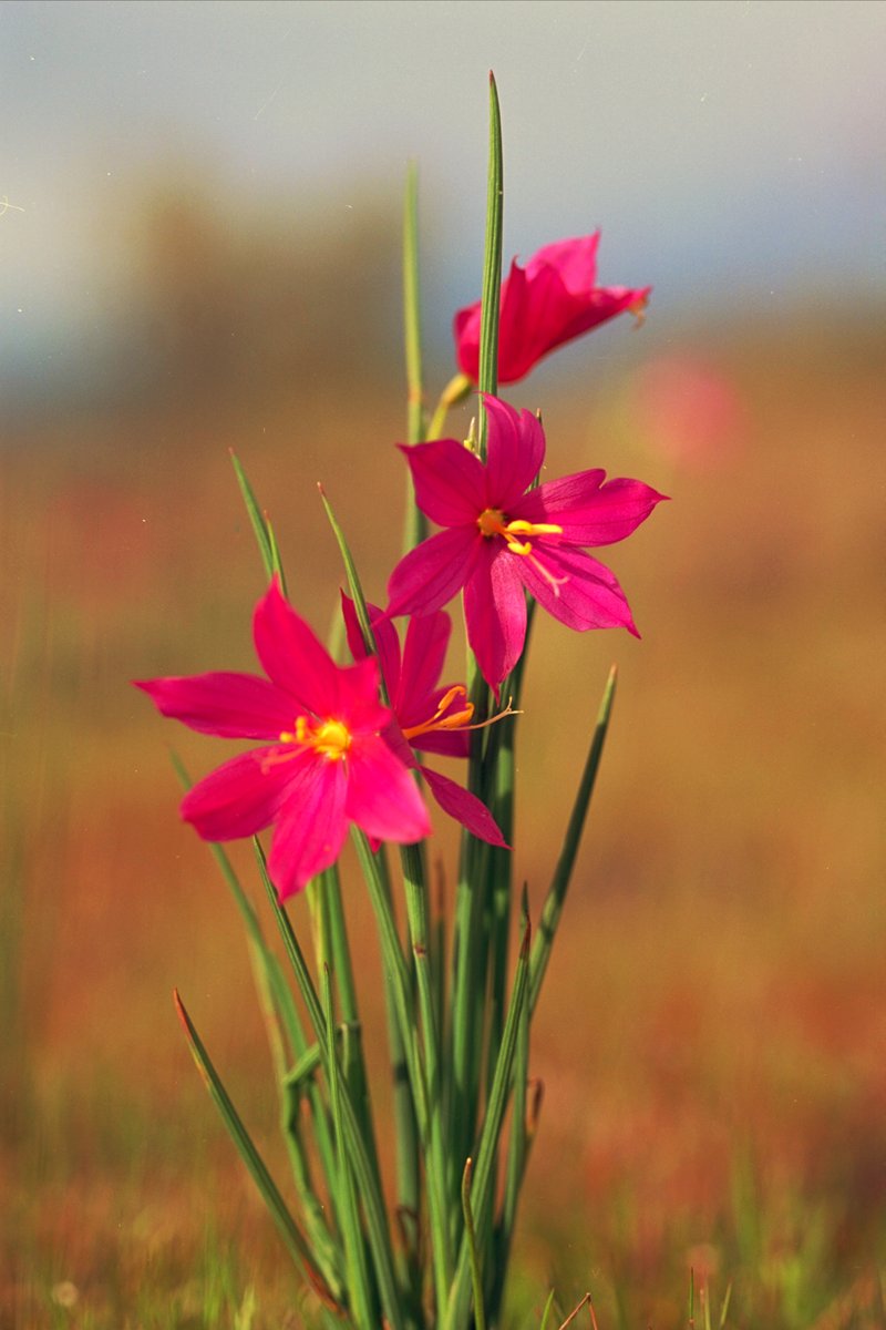 BLMNational's tweet photo. From early spring to late fall, nature puts on a spectacular show on public lands. Wildflowers come in all shapes, sizes, and colors and grow in unusual places. Not only are these flowers beautiful, but they also have a mutualistic relationship with pollinators. #WildflowerWeek https://t.co/etfA2fd4Eu