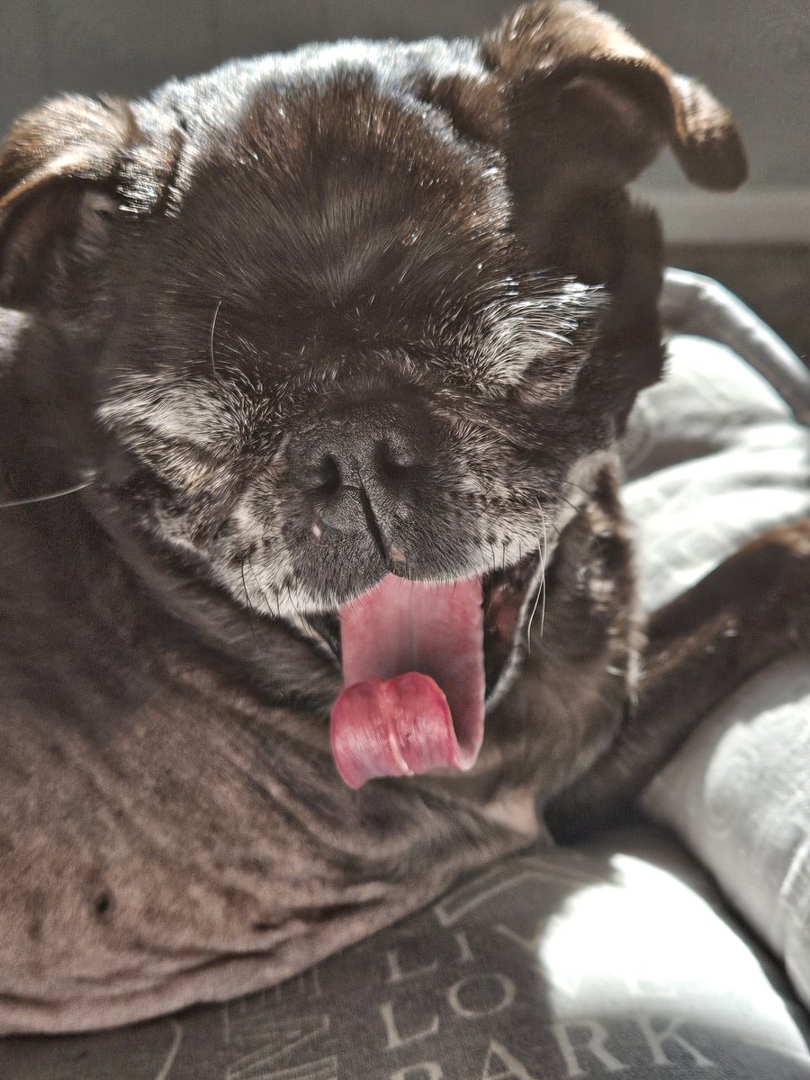 #TOT...yawning naptime edition (darn mom and her camera always in my face!) #tongueouttuesday #scribblepugtot @ScribblePug #puglife #pugs #pugsoftwitter #dogsoftwitter #dogsofx #mainedogs #tripawd #seniordogs #seniorpugs #yawn
