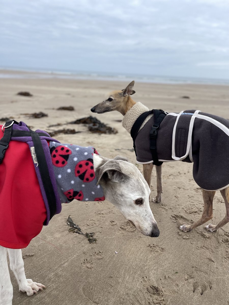 Me and Sammy on Bamburgh Beach this morning. I enjoyed puttering about sniffing whilst Sammy zoomed about 🚀🚀🚀 with our friends . It was very chilly🥶🥶 my tail was cold 🥶🥶. Mum said this might be my last ever visit here .. hate this age thing😔