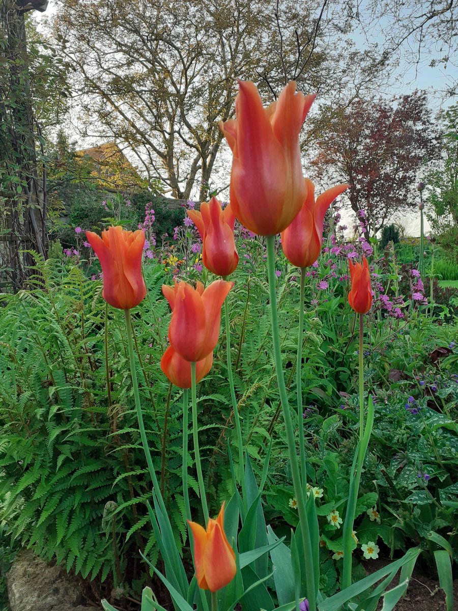 And these tulips are still looking great.