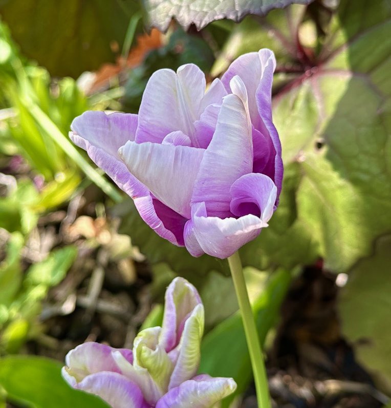 #TulipTuesday 
I haven’t had many tulips come up in the borders this year, but the ones that do are very welcome 🌿💜🤍💜🌿

#tuesdayblue #tulips #mygarden