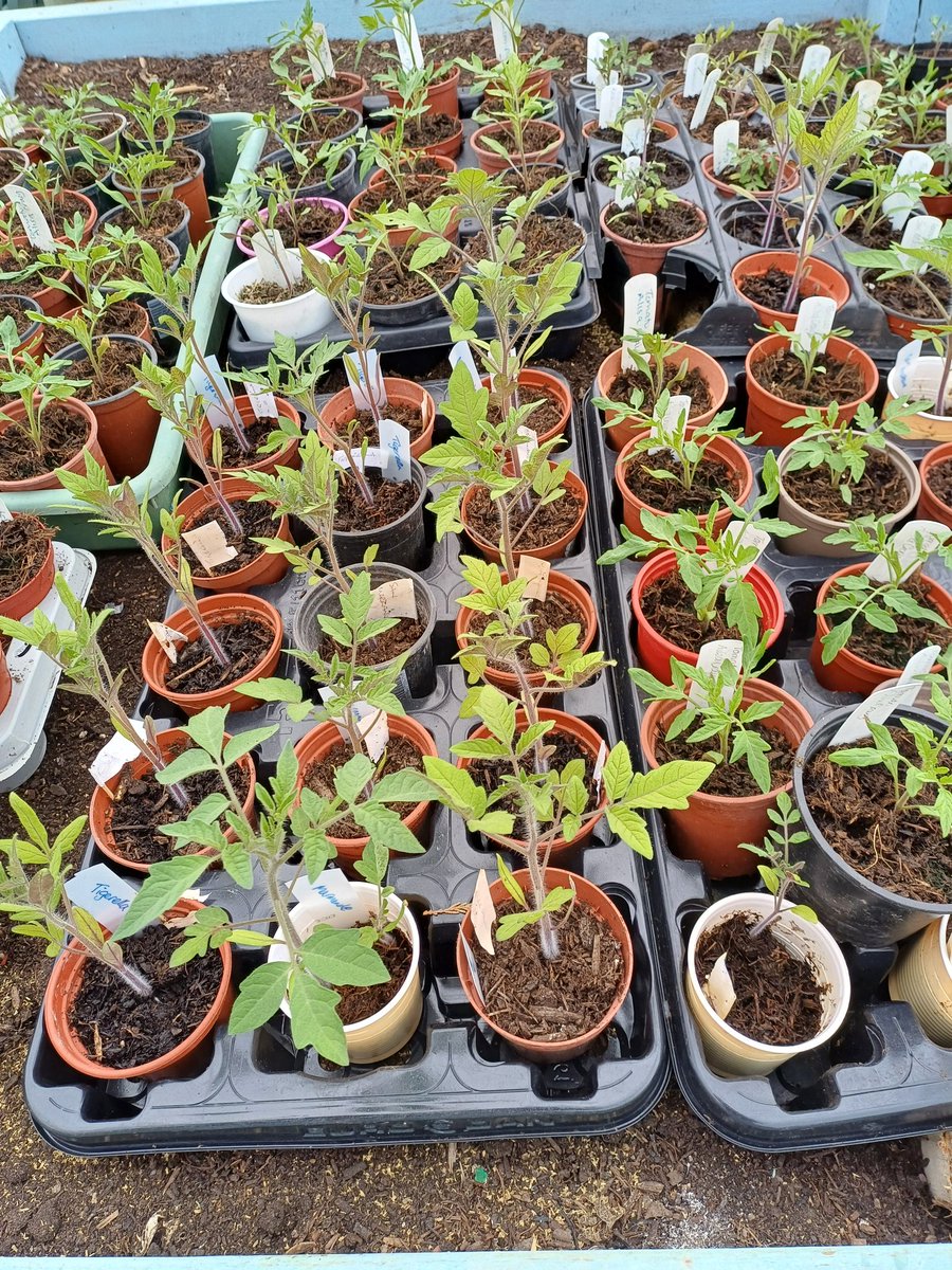 We have now got lots of plants for sale, including these lovely tomato plants. 
Pop down and grab a bargain. 
Open on Tuesday, Thursday, and Saturday from 11 am to 3 pm 💚

#plantsale #sustainability #greenliving #community #stopfoodwaste #localcafe