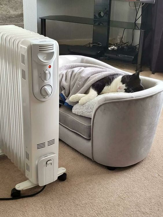 DontShowYourCat's tweet photo. king treatment https://t.co/uw1jBWpNtG