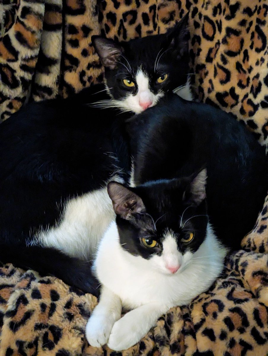 ❤️AdoptionUpdate!❤️It's Pinky & Winky - together forever & living the good life. They were adopted just 11 days ago & have adjusted beautifully!🎉#cats #pets #AdoptDontShop #CatsAreFamily #CatsOfTwitter #cute #friends #siblings #va #virginia #Wednesdayvibe #wednesday #goodnews