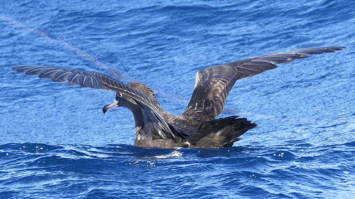 Interesting the way shearwaters take off. No flapping. They just open their wings, paddle a bit with their feet and the wind immediately lifts them off the water. 😃👍 Flesh-footed Shearwater (Puffinus carneipes). #BirdingNewZealand #seabirds #shearwaters