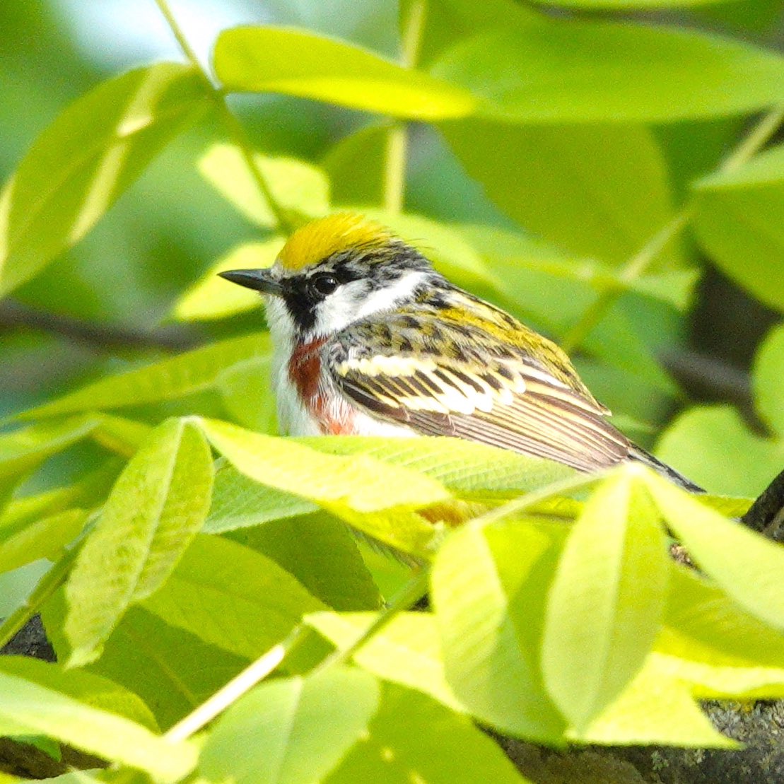 Chestnut-sided Warbler. These colorful warblers have the friendly phonetic “please-please-pleased to meetcha” often associated with their song! #warbler #warblers #birding #birdphotography #songbirds #springmigration #birdcp #birdcpp #birds #birdphotos #birdpics #bird