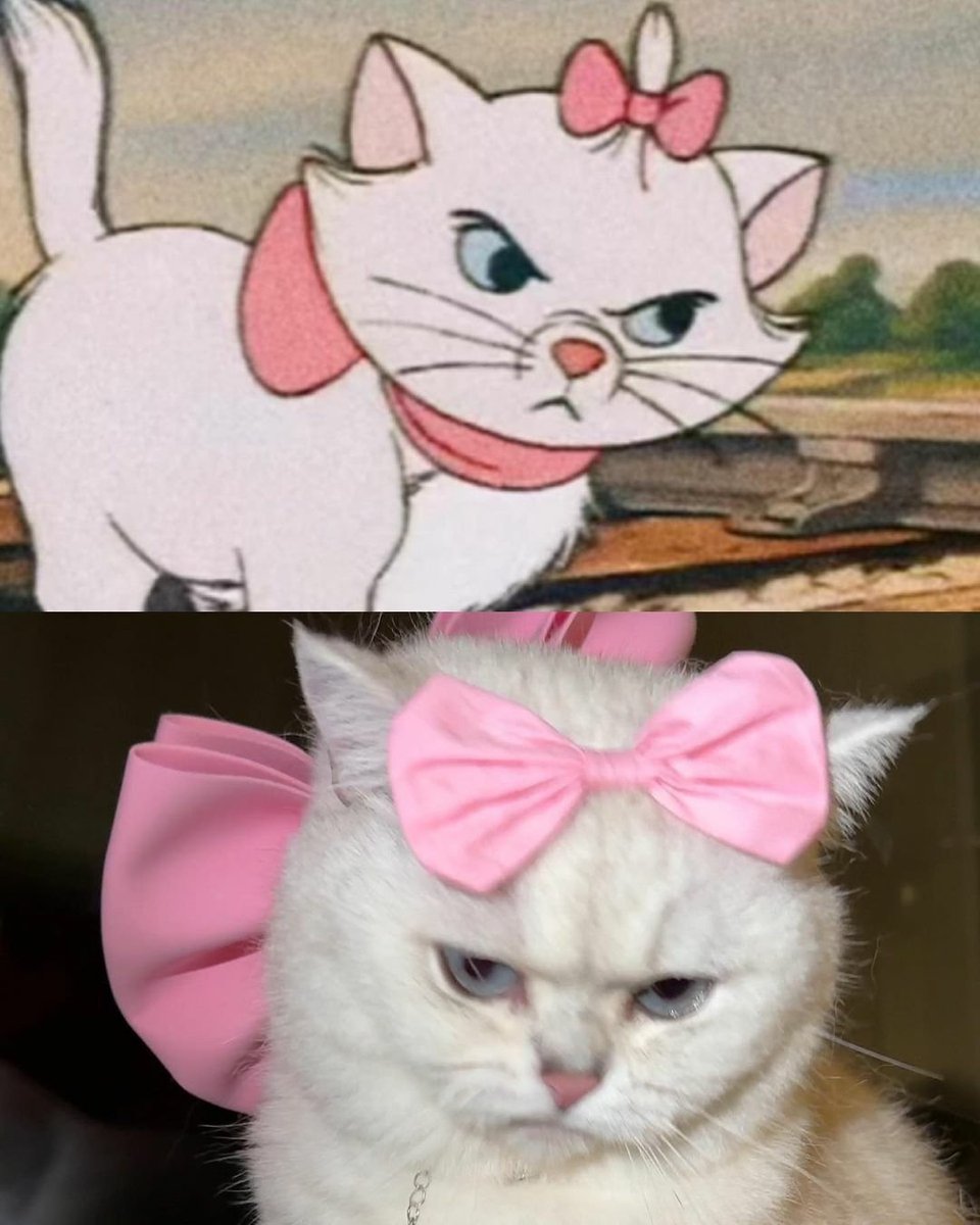 contents that ll heal your depression 🌻 (@catshealdeprsn) on Twitter photo 