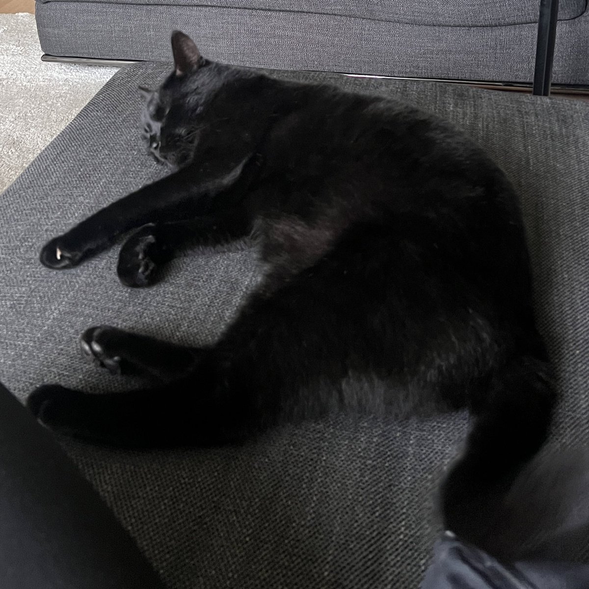 Sir Relaxation II. #catcontent