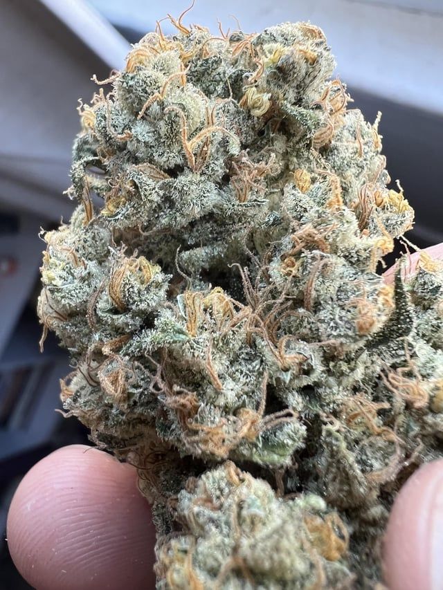 Posted by
u/drgreenthumb12372
🌿 #GrowYourOwn #BlueDream #CanaKush 🌿

Blue Dream after 4 months cure