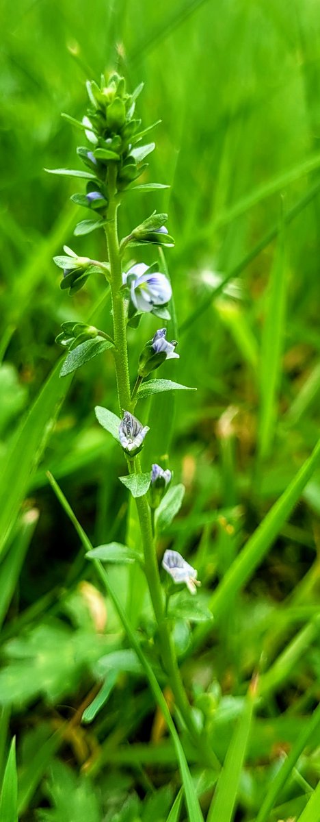 Today wherever you are, down low in the unmown grass, I find this tiny delicate beauty, Thyme-leaved Speedwell, Veronica, Lus na treacha. Worth crawling for!!