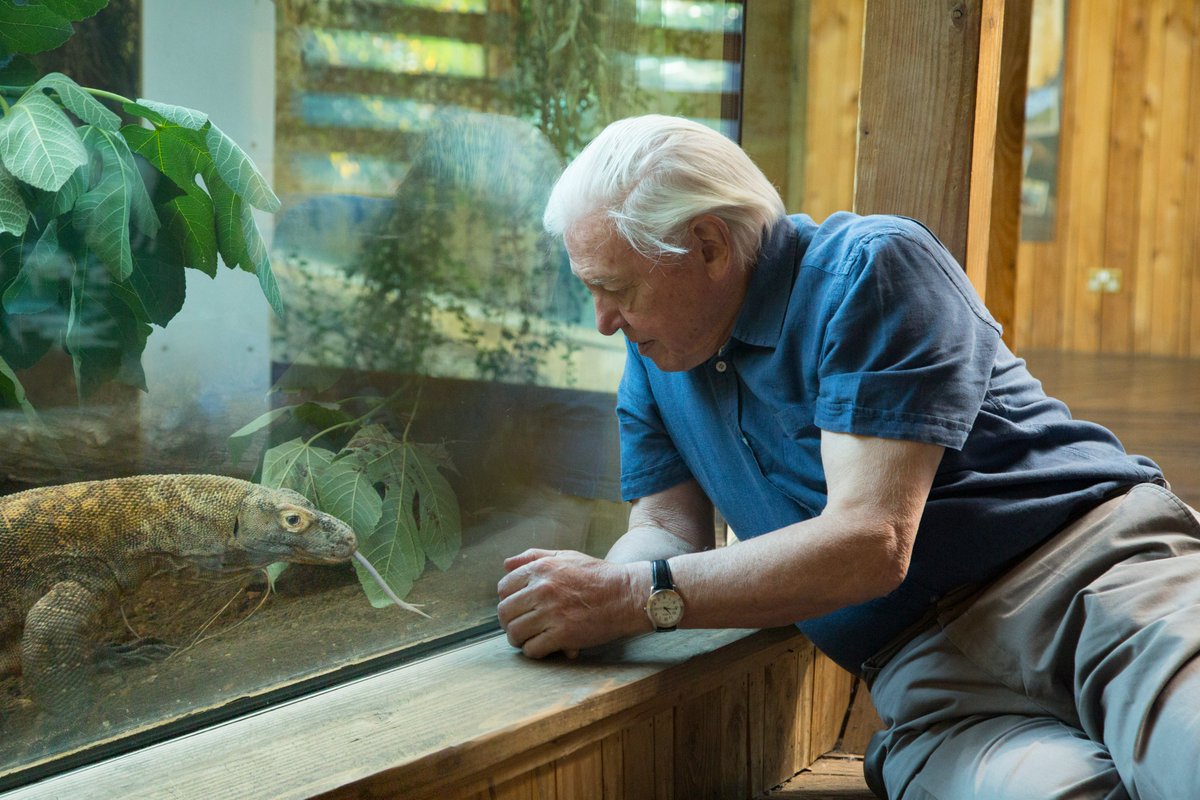🎉 Happy 98th birthday, Sir David 🎉 From our archives, here he is nose-to-nose with a Komodo dragon at @zsllondonzoo in 2016 at an event to celebrate the renaming of the Attenborough Komodo Dragon house for his 90th birthday. Feels like only yesterday! #HappyBirthdaySirDavid