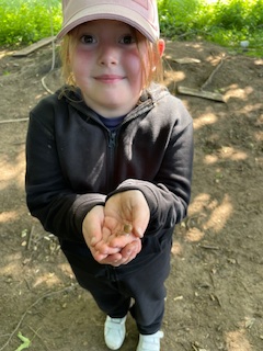Forest club had a joyful spirit today. Most took on the Sycamore challenge, seeing if they could work out different ways to climb this gorgeous tree. Some wonderful chat around how snails are really quite fascinating, this one was named Bob.