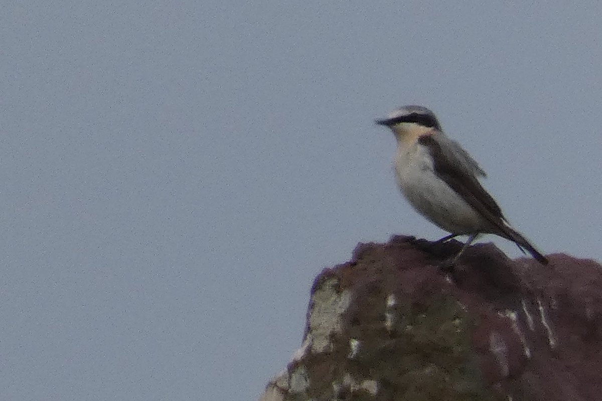 Ian Beggs (@fatsnipe) on Twitter photo Better weather has brought 2 pairs of Wheatears from harder to see areas to the attention of <a href="/SkokholmIsland/">Skokholm Island</a> Wheatear watchers. This pair with a colour ringed female is near Orchid Bog and proving difficult to get pinned down - as is a distant pair at Kay Rocks. Tomorrowâs task! Better weather has brought 2 pairs of Wheatears from harder to see areas to the attention of <a href="/SkokholmIsland/">Skokholm Island</a> Wheatear watchers. This pair with a colour ringed female is near Orchid Bog and proving difficult to get pinned down - as is a distant pair at Kay Rocks. Tomorrowâs task!