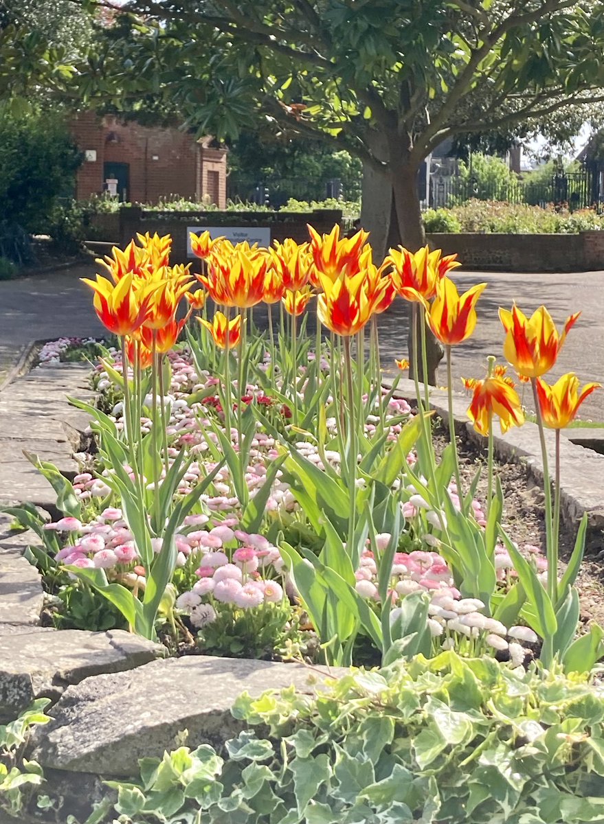 #TulipTuesday 
These look like they’re about to burst into flames 🔥 🧡❤️
